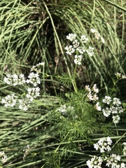 Bifora americana