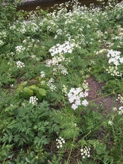 Anthriscus sylvestris