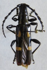 Platyarthron chilense