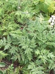 Anthriscus sylvestris
