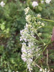 Anthriscus sylvestris