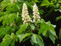 Aesculus hippocastanum