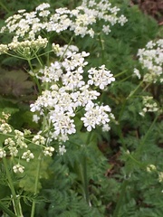 Anthriscus sylvestris