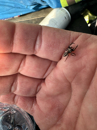Bronze Jumping Spider