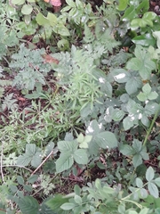 Rubus fruticosus