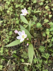Claytonia lanceolata