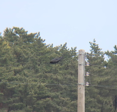 Corvus macrorhynchos