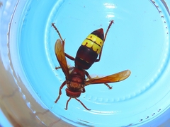 Vespa orientalis