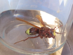 Vespa orientalis