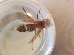 Vespa orientalis