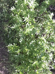 Osmorhiza occidentalis
