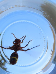 Vespa orientalis
