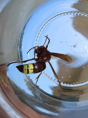 Vespa orientalis