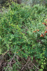Cissampelos capensis, photograph (c) Tony Rebelo, some rights reserved (CC BY-SA)