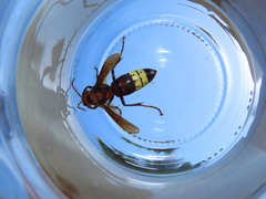 Vespa orientalis
