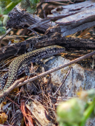Guadarrama Wall Lizard