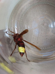 Vespa orientalis
