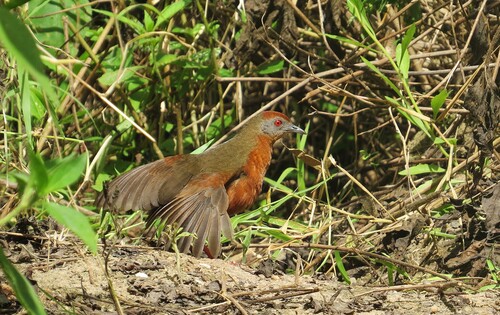 Russet-crowned Crake
