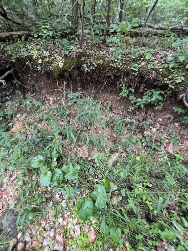 Plantago cordata, photograph 3