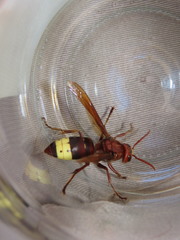 Vespa orientalis