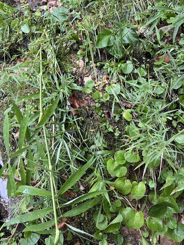 Plantago cordata, photograph 2