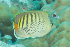 Chaetodon punctatofasciatus