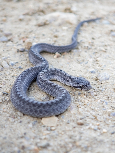 Southern Smooth Snake