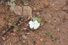 Mandevilla hypoleuca
