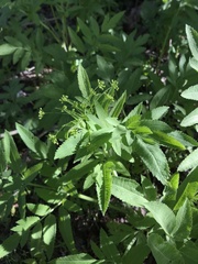 Osmorhiza occidentalis