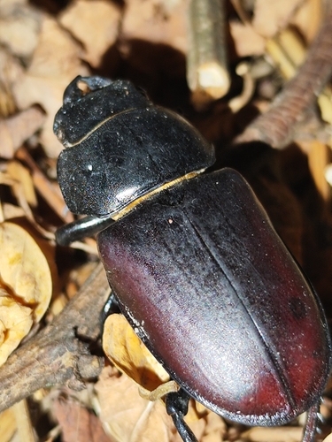 European Stag Beetle