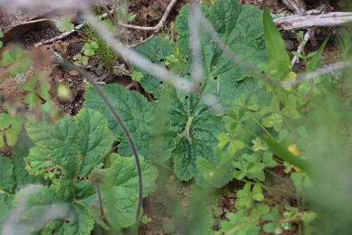 Pelargonium lobatum, photograph 6