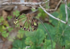 Pelargonium lobatum, photograph (c) Tony Rebelo, some rights reserved (CC BY-SA)