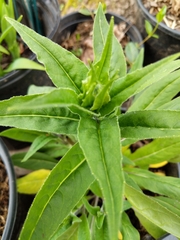 Lysimachia clethroides