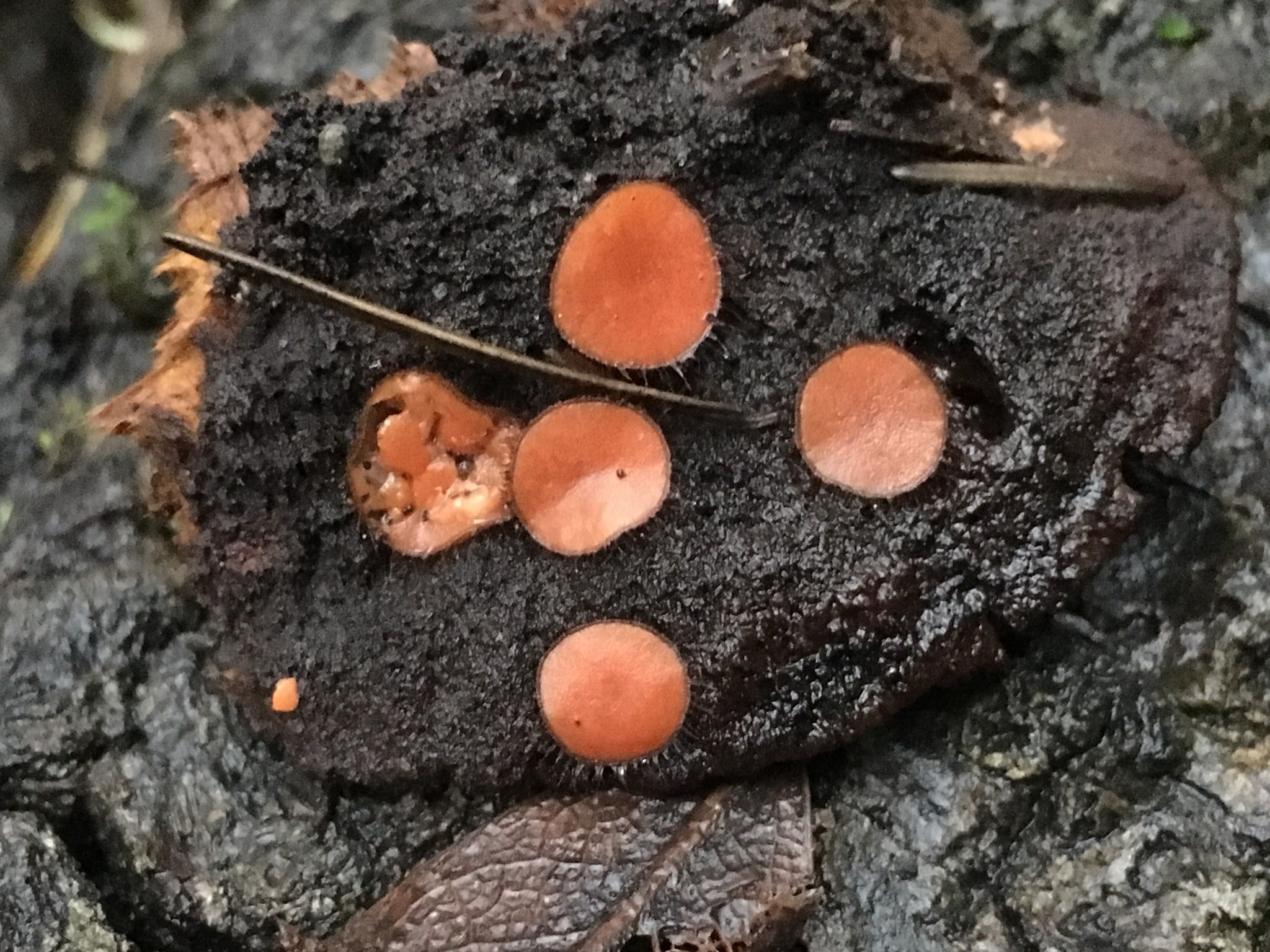 Scutellinia crinita image