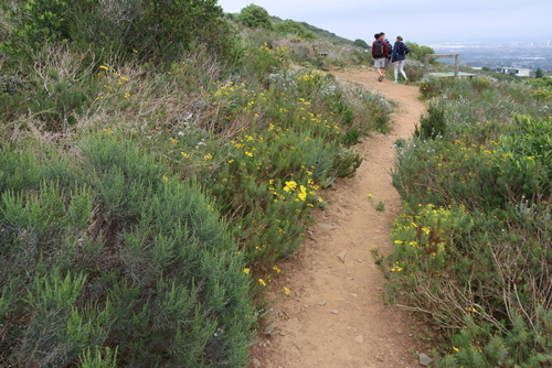 Euryops linifolius, photograph 6
