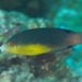 Yellowbreast Wrasse - Photo (c) Mark Rosenstein, some rights reserved (CC BY-NC-SA), uploaded by Mark Rosenstein