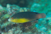 Yellowbreast Wrasse - Photo (c) Mark Rosenstein, some rights reserved (CC BY-NC), uploaded by Mark Rosenstein