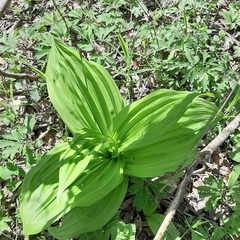 Veratrum album