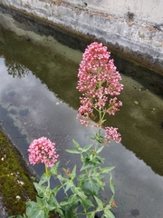 Centranthus ruber