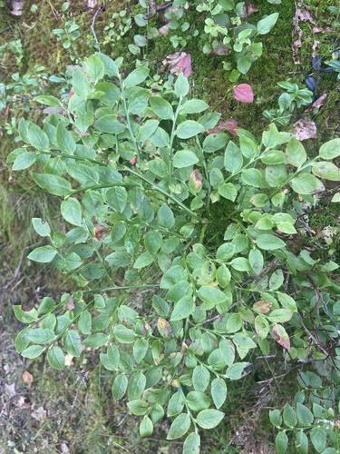 common bilberry