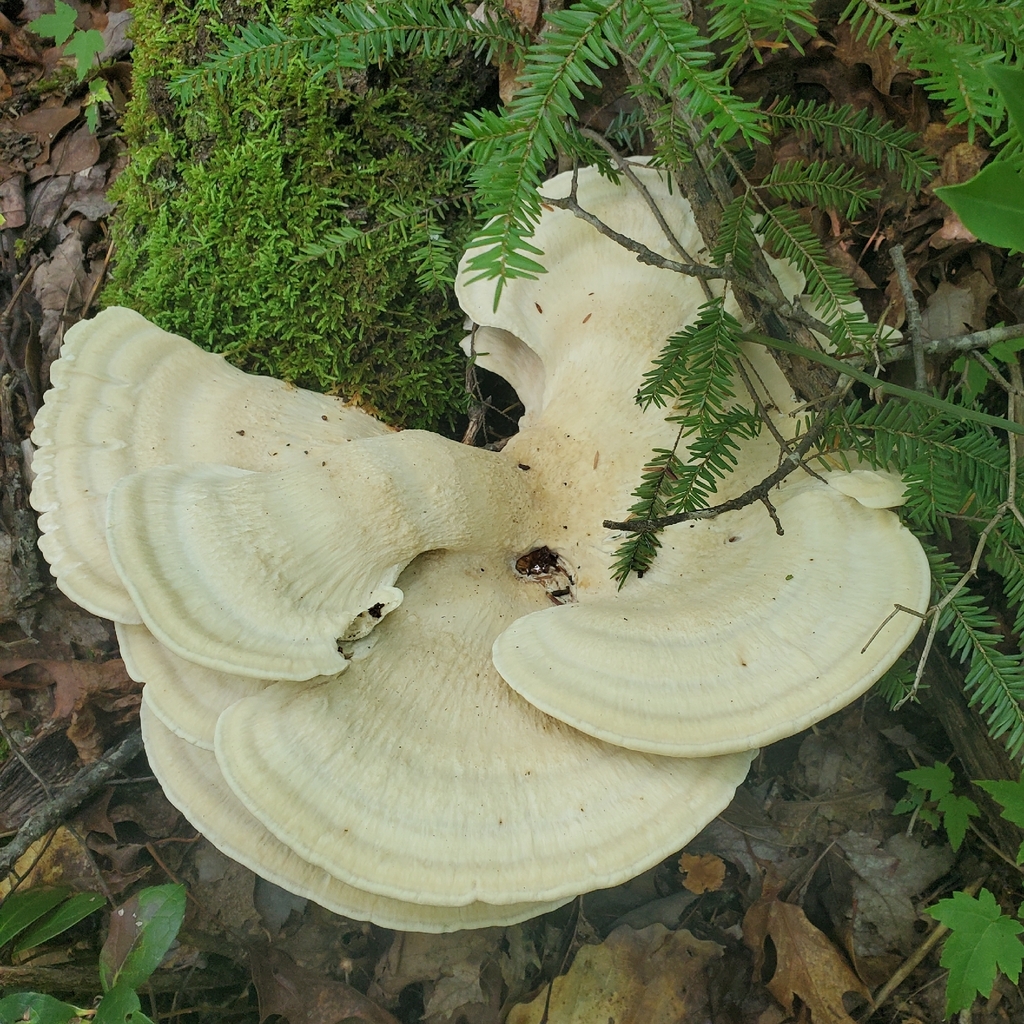Berkeley's Polypore · August 2026 · photo: Photo: no rights reserved · iNaturalist