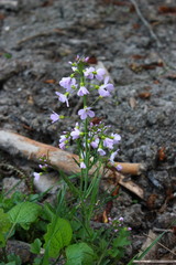 Cardamine pratensis
