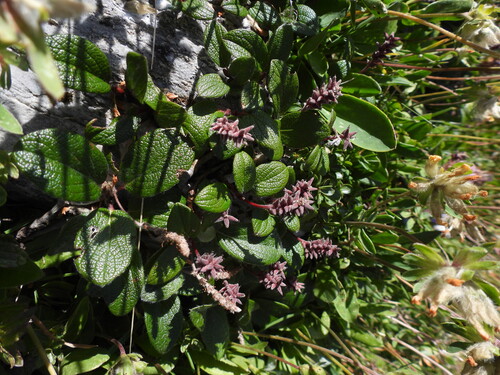 Salix reticulata, photograph 6