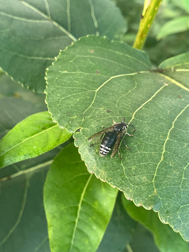Bald-faced Hornet