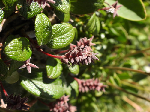 Salix reticulata, photograph 5