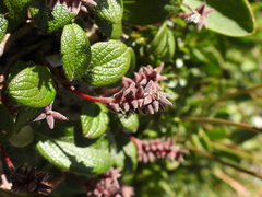 Salix reticulata, photograph (c) Yves Bas, some rights reserved (CC BY)