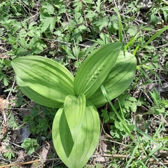 Veratrum album