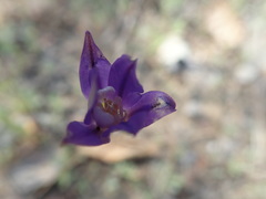 Brodiaea stellaris