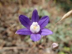 Brodiaea stellaris