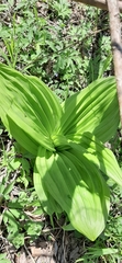 Veratrum album